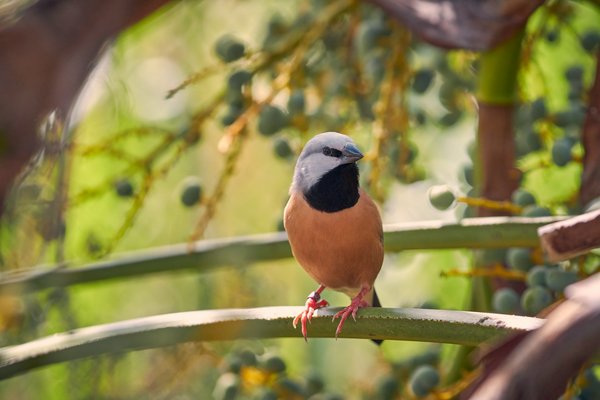 Comment planifier une expédition pour observer les oiseaux endémiques des Galápagos, Équateur : îles et périodes ?